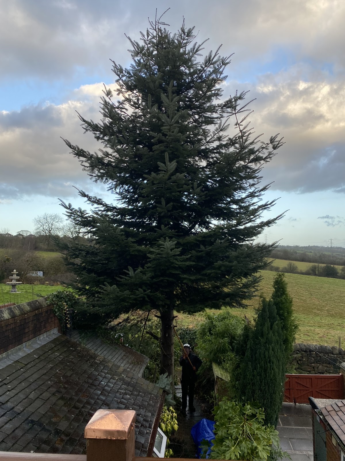 Hillside Tree Care work photo 2