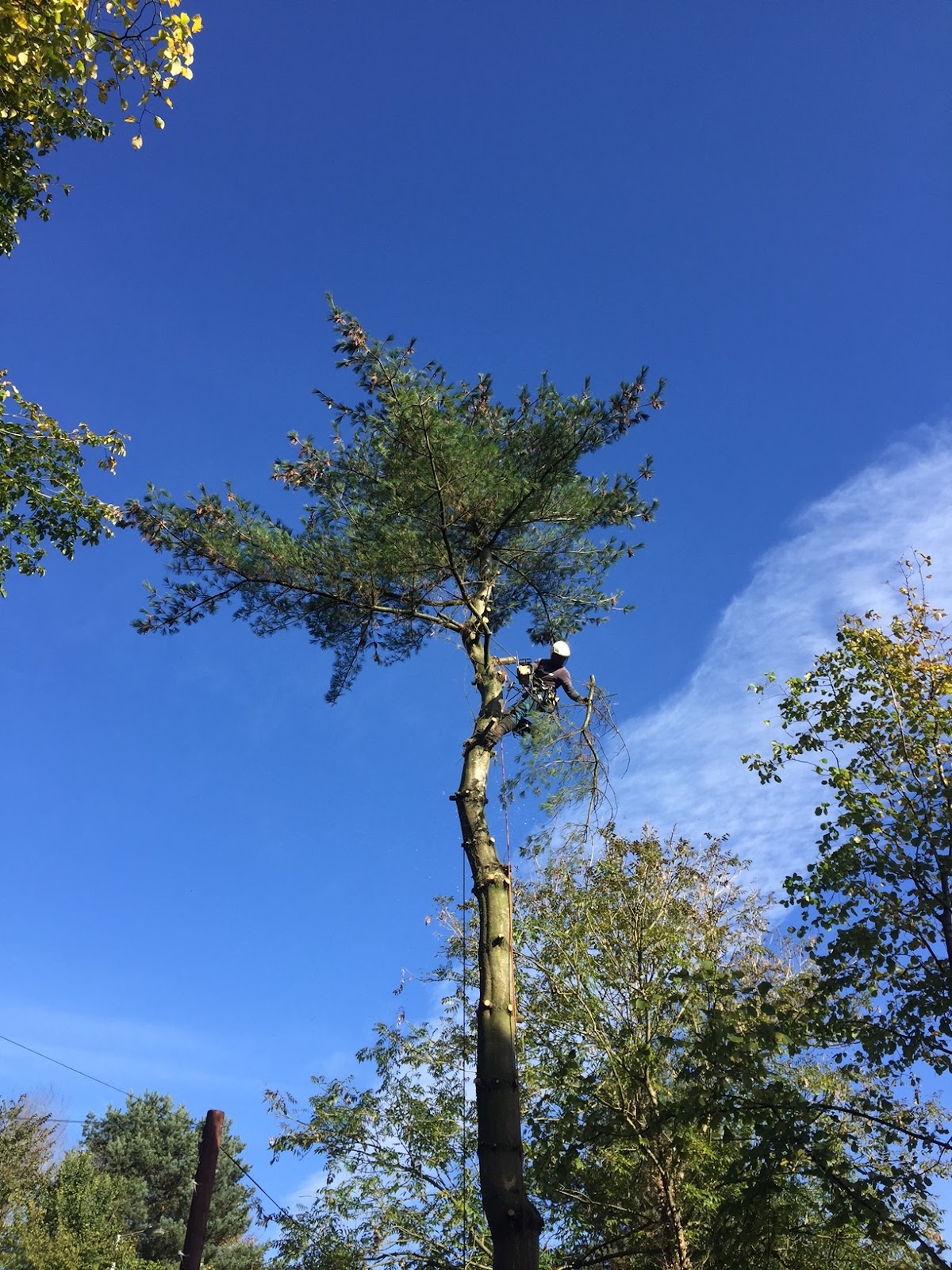 Hillside Tree Care work photo 3