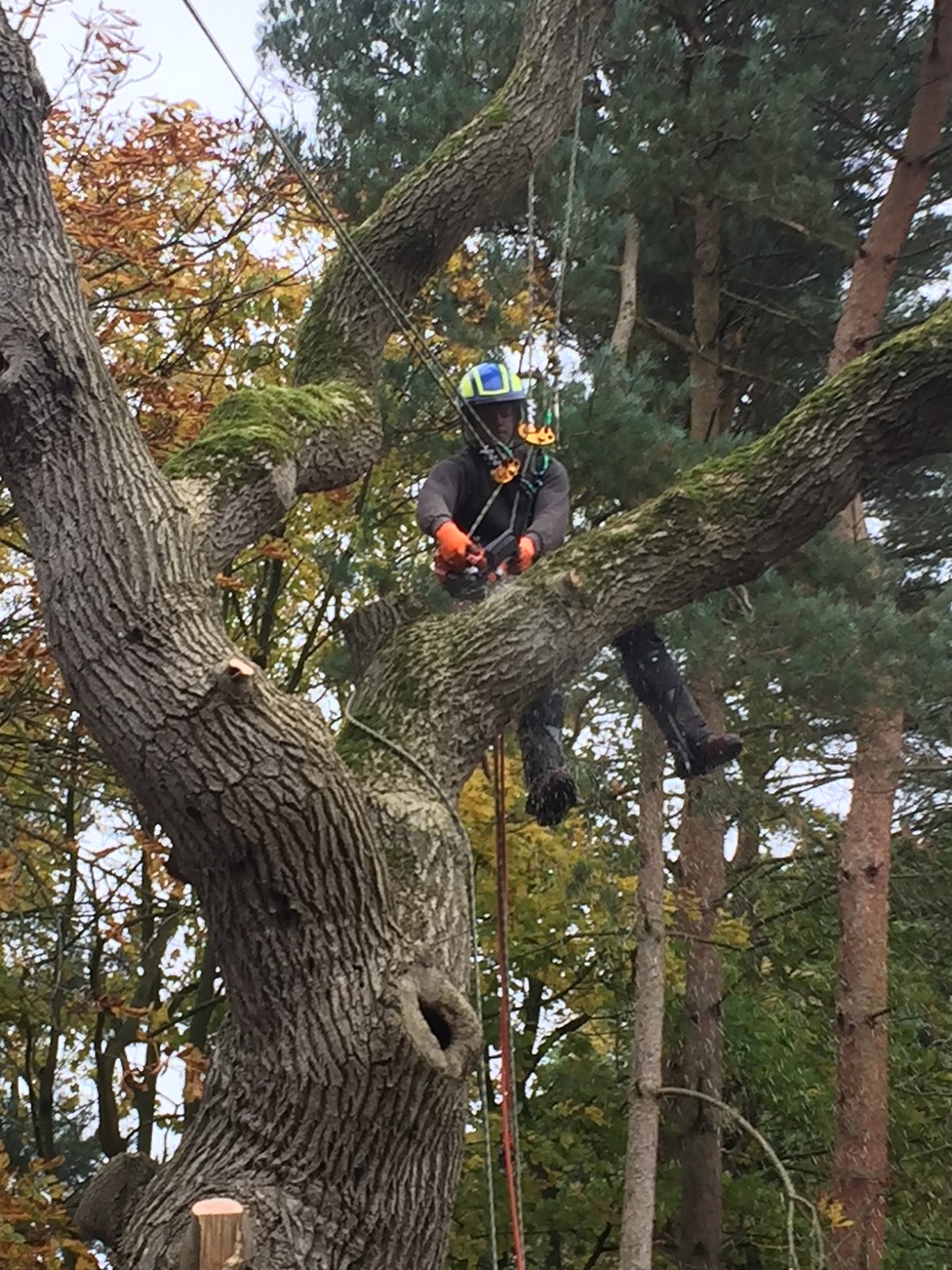 Hillside Tree Care work photo 4