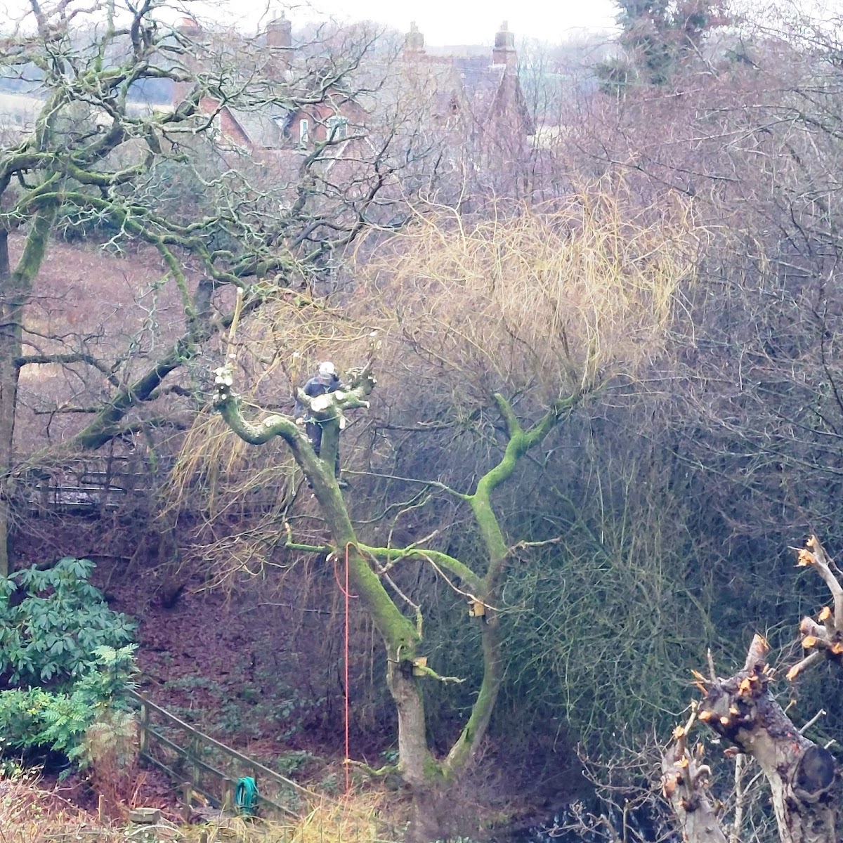 Hillside Tree Care work photo 6